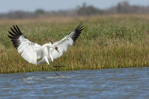 Whoopers