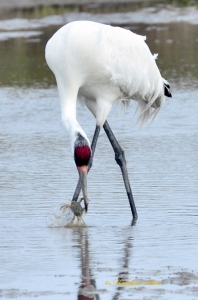 Aransas Refuge