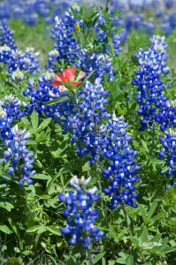 BlueBonnets