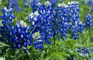 BlueBonnets