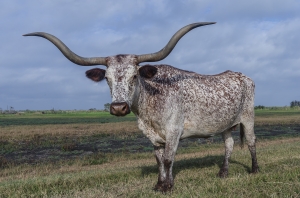 Longhorns